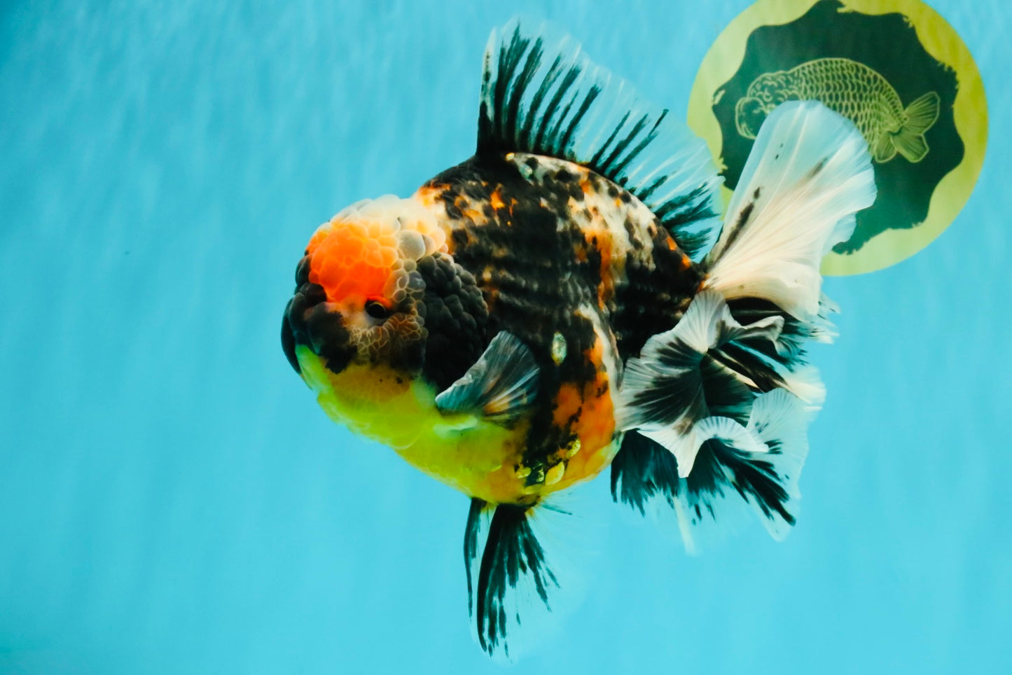 SPECIAL AAA Grade Special Kirin Oranda Male 7-7.5 inches #070326OR_04