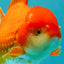 JUMBO AAA Grade Red White Oranda Male 7.5 inches #042426OR_12