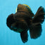 CHONKY AAA Grade Godzilla Black Oranda Male 6  inches #082225OR_13