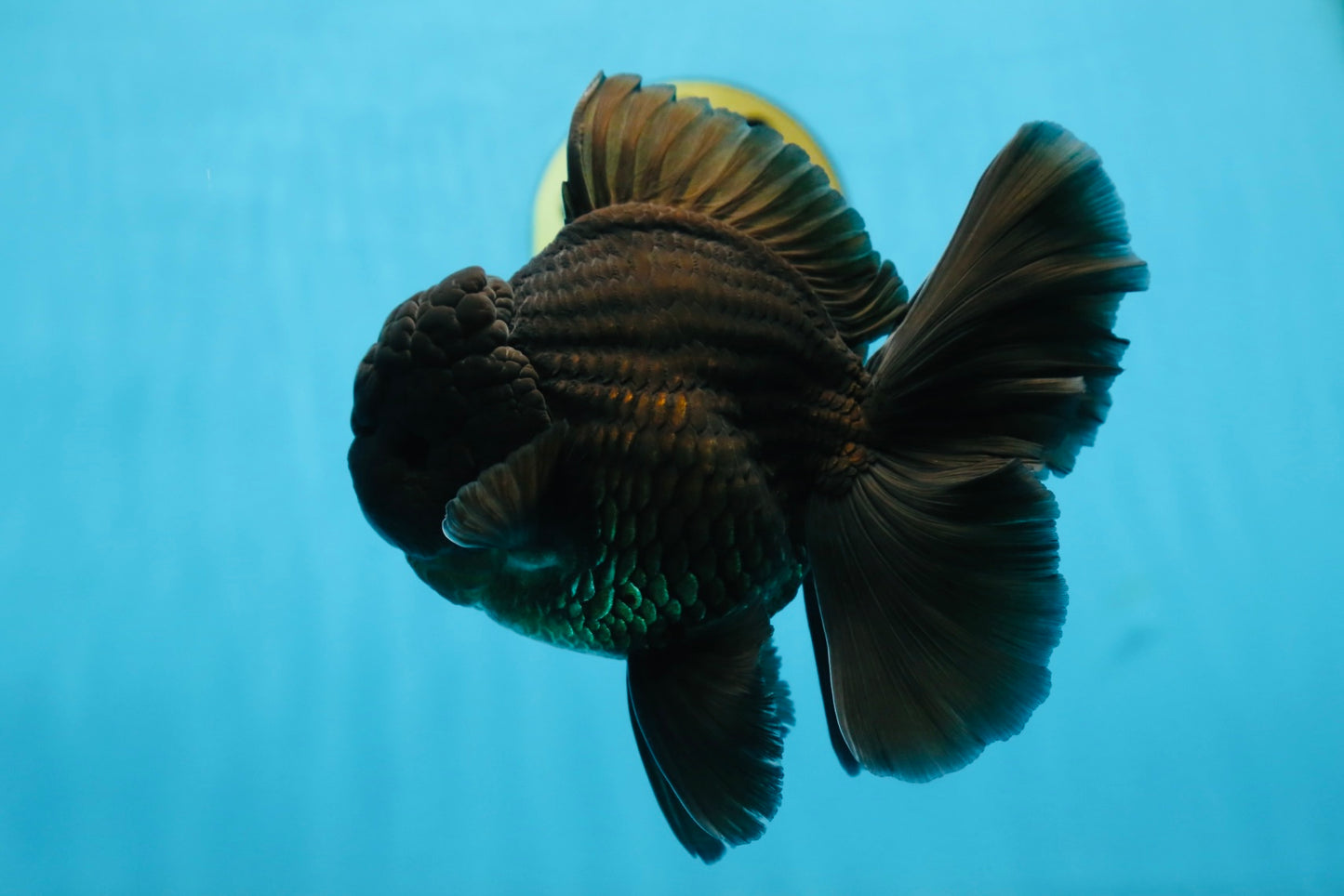 CHONKY AAA Grade Godzilla Black Oranda Male 6  inches #082225OR_13