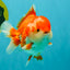 SPECIAL AAA Grade Red White Yuanbao Male 5-5.5 inches #050826YB_09
