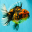 CHUNKY AAA Grade Tiger Oranda Male 5.5 inches #082826OR_07