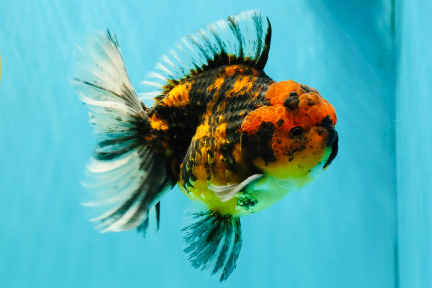 CHUNKY AAA Grade Tiger Oranda Male 5.5 inches #082826OR_07