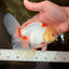 A Grade Red White Oranda Male 6 inches #102326OR_09