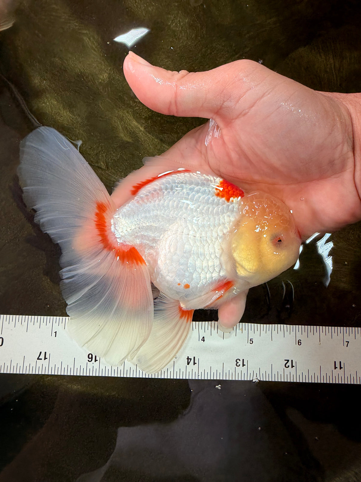 A Grade Red White Oranda Male 6 inches #102326OR_09