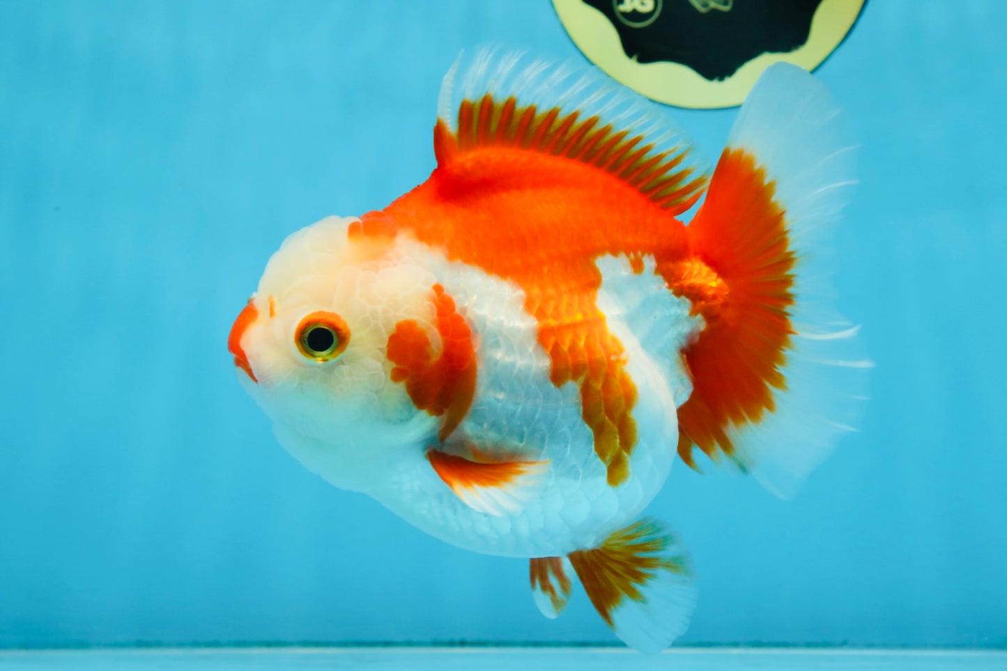 Red White Yuanbao Female 5 inches #091925YB_21