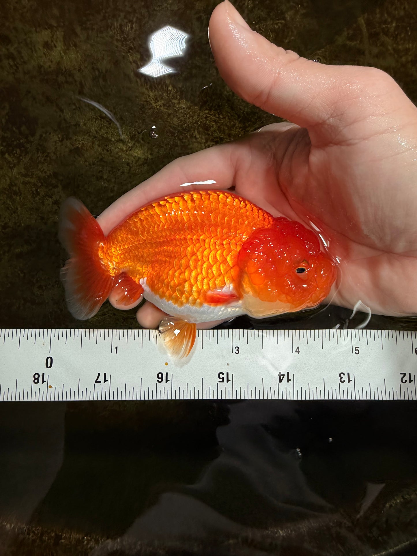 CHUBBY A Grade Red White LionQueen 4.5 inches #120525LC_14