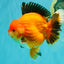 AAA Grade Apache Oranda Male 6.5 inches #071026OR_06