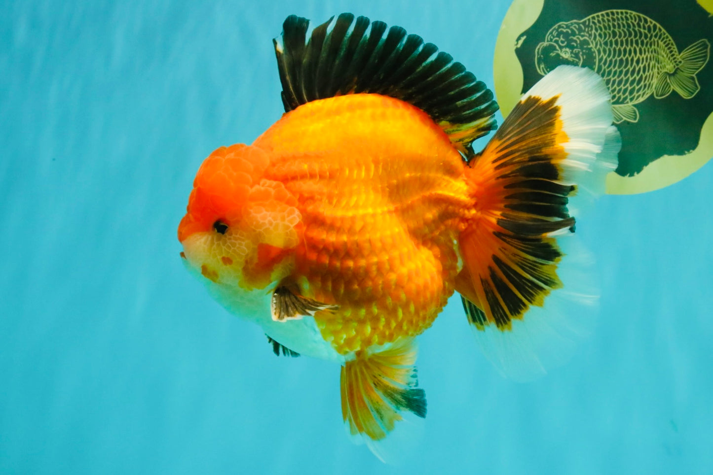 AAA Grade Apache Oranda Male 6.5 inches #071026OR_06