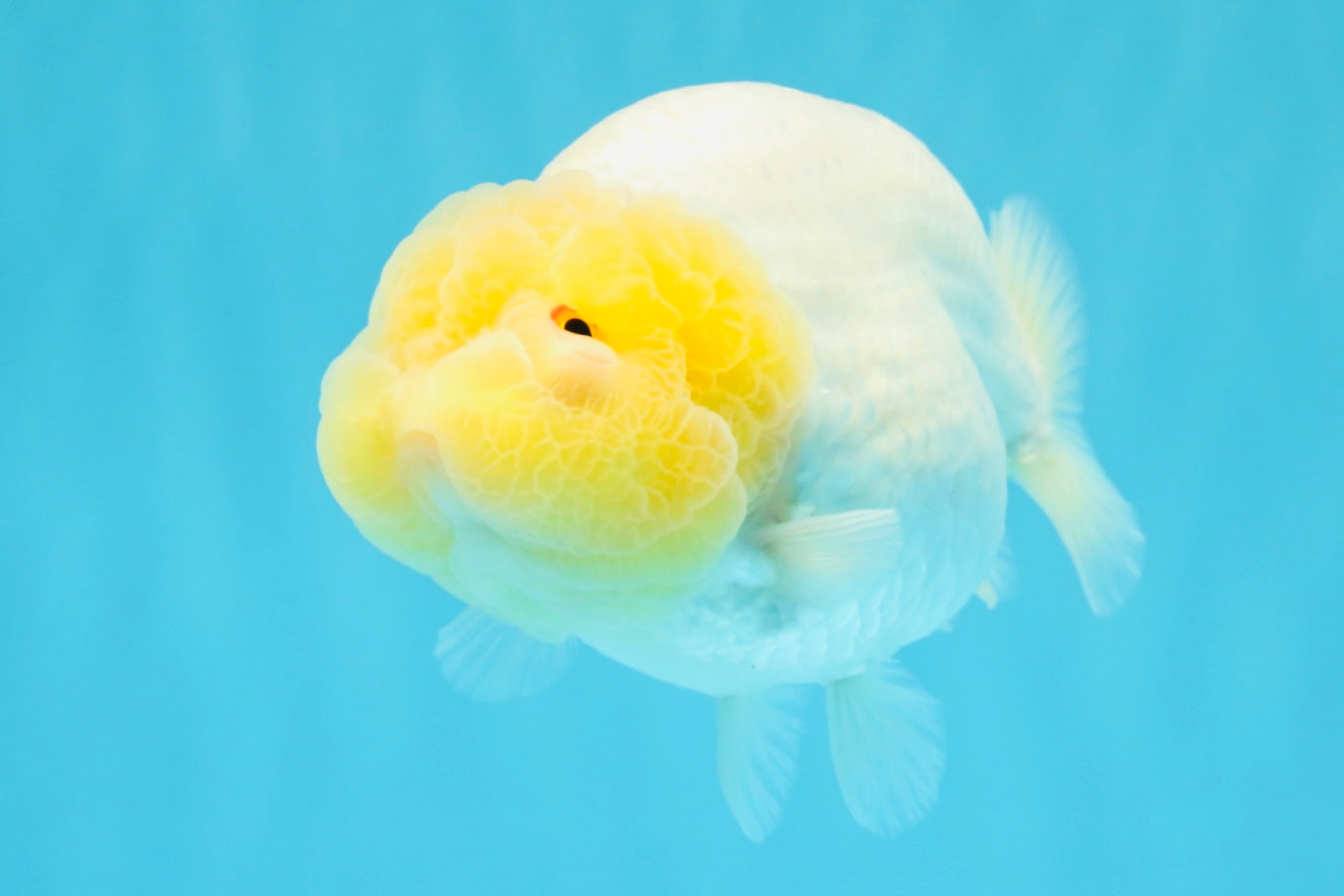 ADORABLE A Grade White LionQueen 4.5-5 inches #022026LC_13