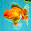 AAA Grade Red White Oranda Male 5-5.5 inches #073126OR_08
