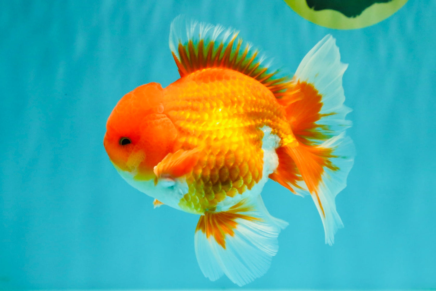 AAA Grade Red White Oranda Male 5-5.5 inches #073126OR_08