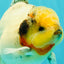 CHONKY AAA Grade Marble Button Eyes Oranda Male 6 inches #061926OR_27