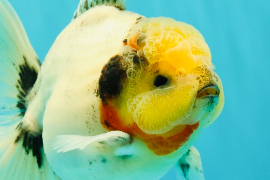 CHONKY AAA Grade Marble Button Eyes Oranda Male 6 inches #061926OR_27