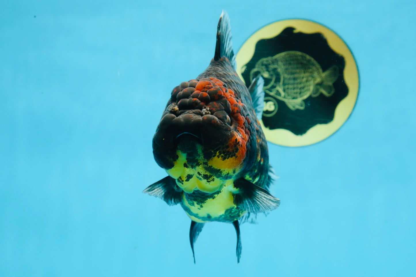 AAA Grade Tiger Yuanbao Female 5.5  inches #101025YB_28