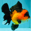 CHUBBY A Grade Apache Oranda Female 6 inches #071726OR_17