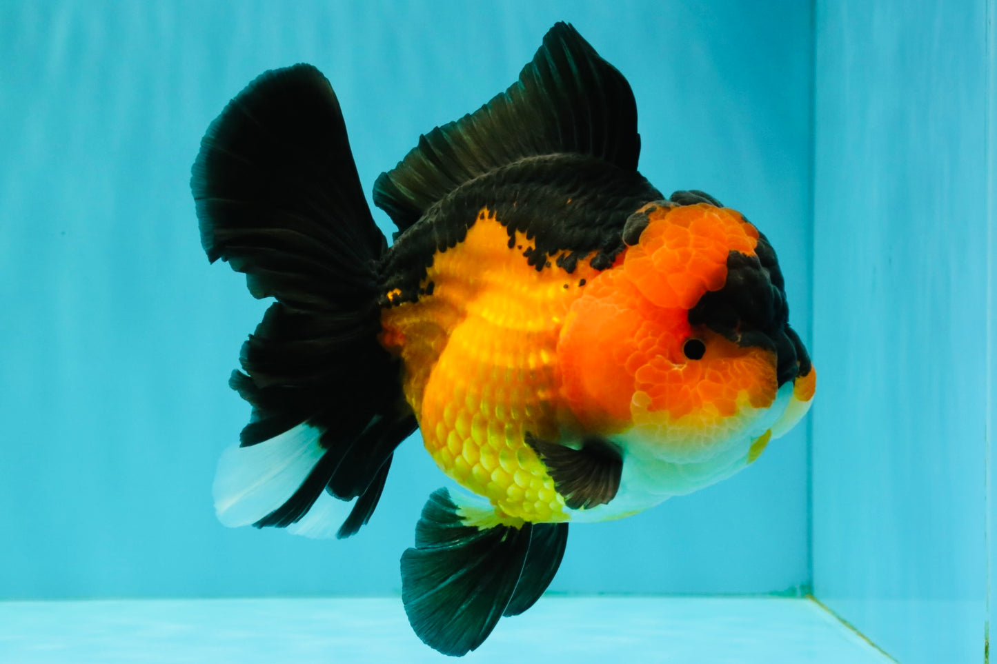 CHUBBY A Grade Apache Oranda Female 6 inches #071726OR_17