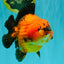 CHARLIE AAA Grade Apache Yuanbao Male 6.5 inches #071726YB_14