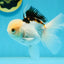 AAA Grade Tricolor Oranda Male 4.5-5 inches #112924OR_17