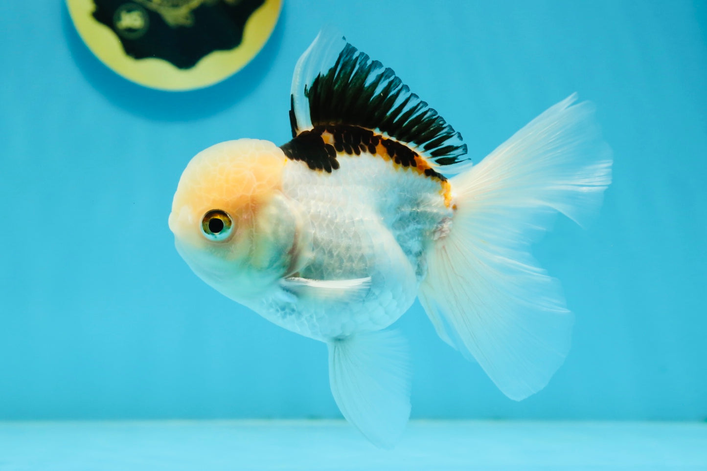 AAA Grade Tricolor Oranda Male 4.5-5 inches #112924OR_17