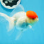 A Grade Red Cap Oranda Female 4.5 inches #0830OR_10