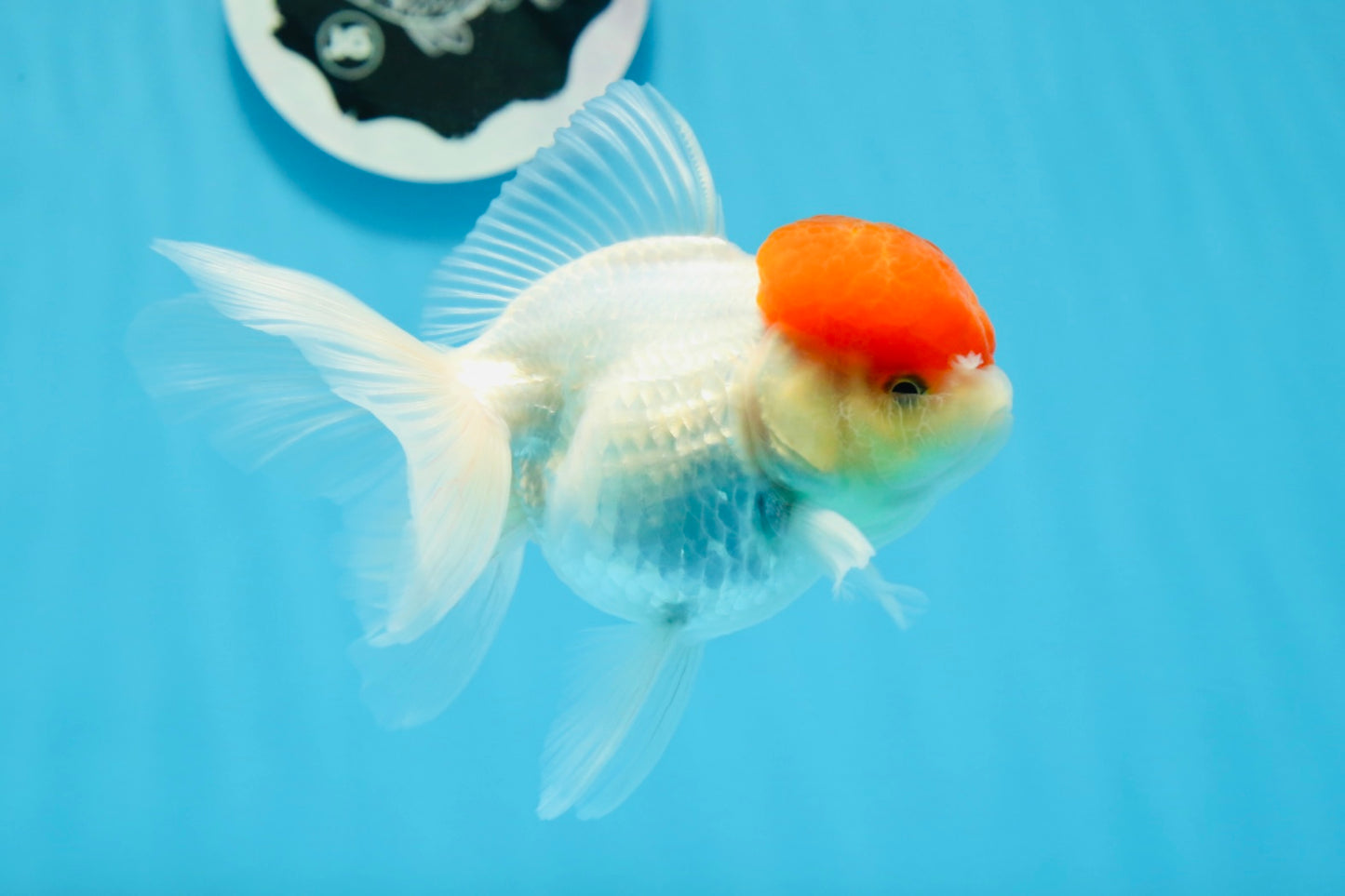 Oranda hembra de gorra roja de grado A, 4,5 pulgadas, n.º 0830OR_10