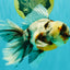 Calico Oranda Male 6.5 inches #082826OR_02
