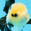 AAA Grade Panda Button Eyes Oranda Female 5 inches #0927OR_31