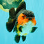 SUPER CUTE AAA Grade Tricolor Yuanbao Female 5 inches #062626YB_16