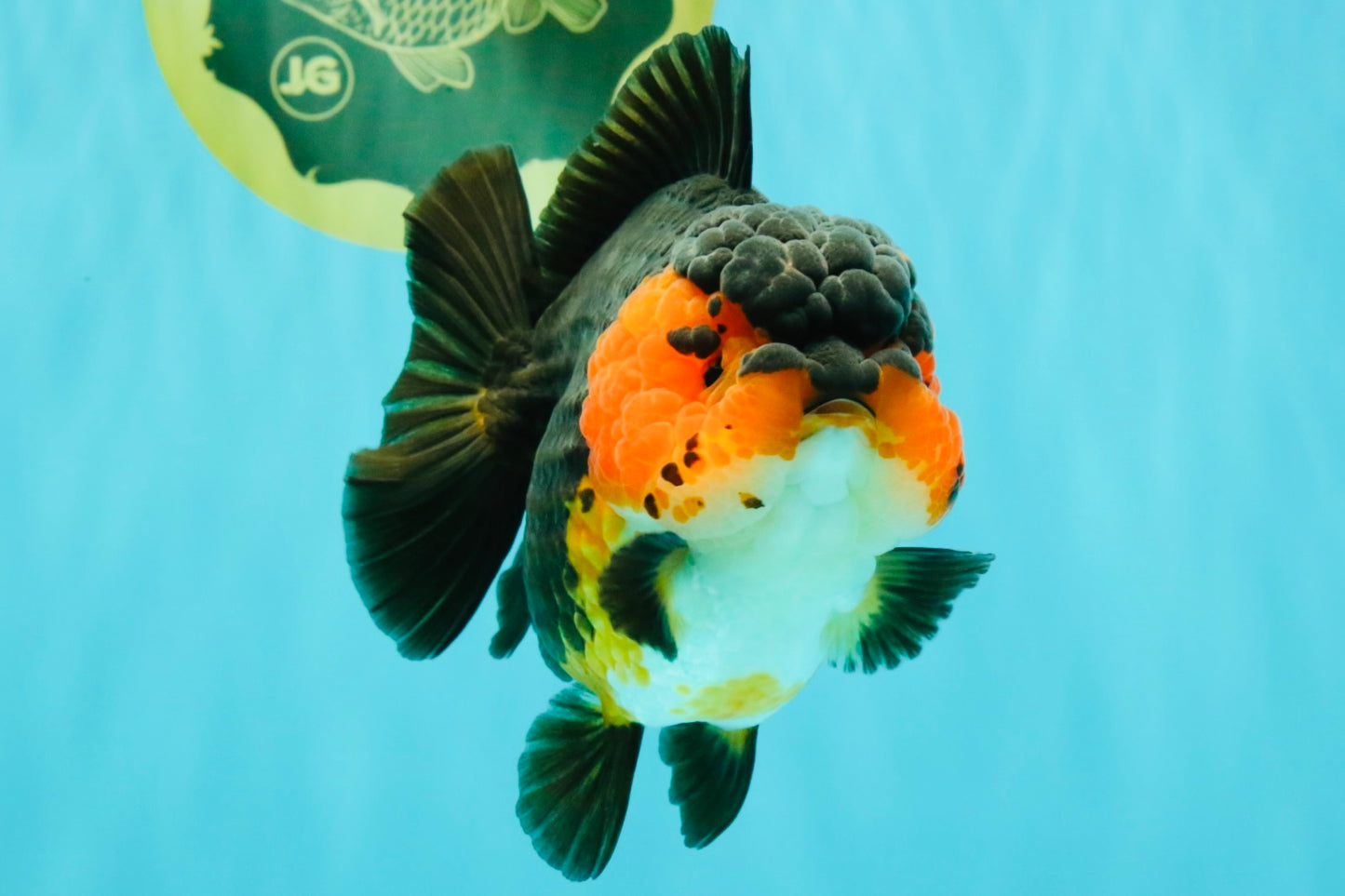 SUPER CUTE AAA Grade Tricolor Yuanbao Female 5 inches #062626YB_16