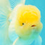 A Grade White Oranda Male 5.5 inches #101626OR_09