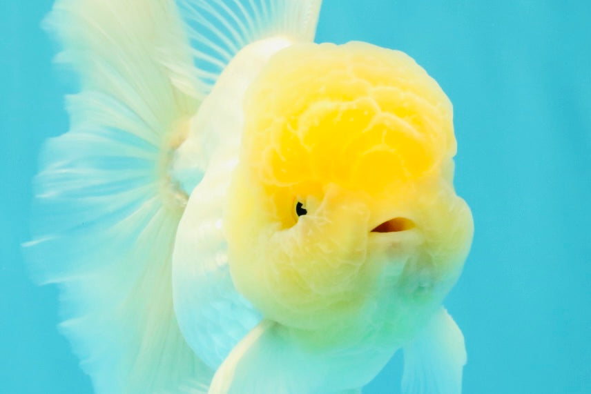 A Grade White Oranda Male 5.5 inches #101626OR_09