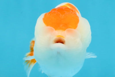 TANCHO Red White LionChu Female 4-4.5 inches #120525LC_15