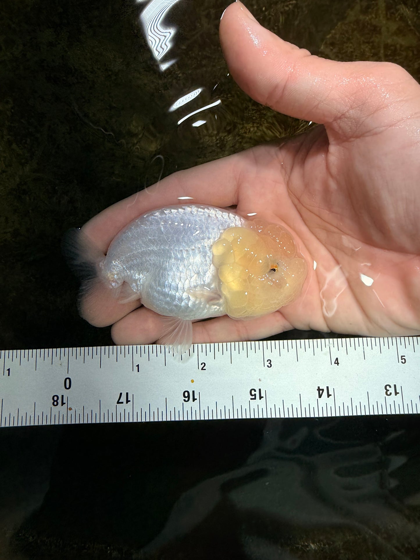 FLUFFY SNOW White LionChu Female 3.5 inches #120525LC_17