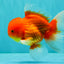 UNIQUE A Grade Red White Oranda Male 5.5 inches #070626OR_10