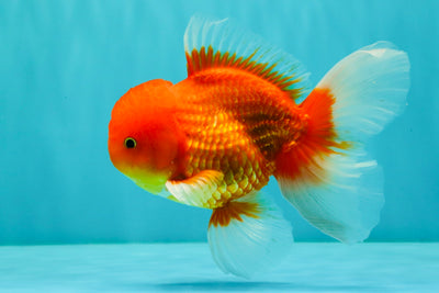 UNIQUE A Grade Red White Oranda Male 5.5 inches #070326OR_10