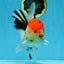 AAA Grade BEAUTY Tricolor Sakura Oranda Female 6 inches #082225OR_06
