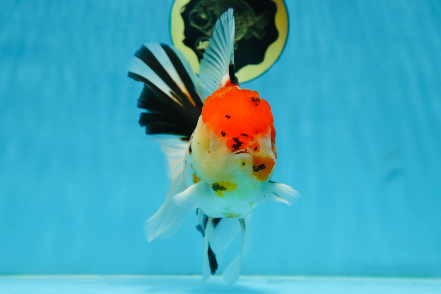 AAA Grade BEAUTY Tricolor Sakura Oranda Female 6 inches #082225OR_06