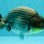 UNIQUE AAA Grade Blue Ranchu Male 5 inches #071026RC_10