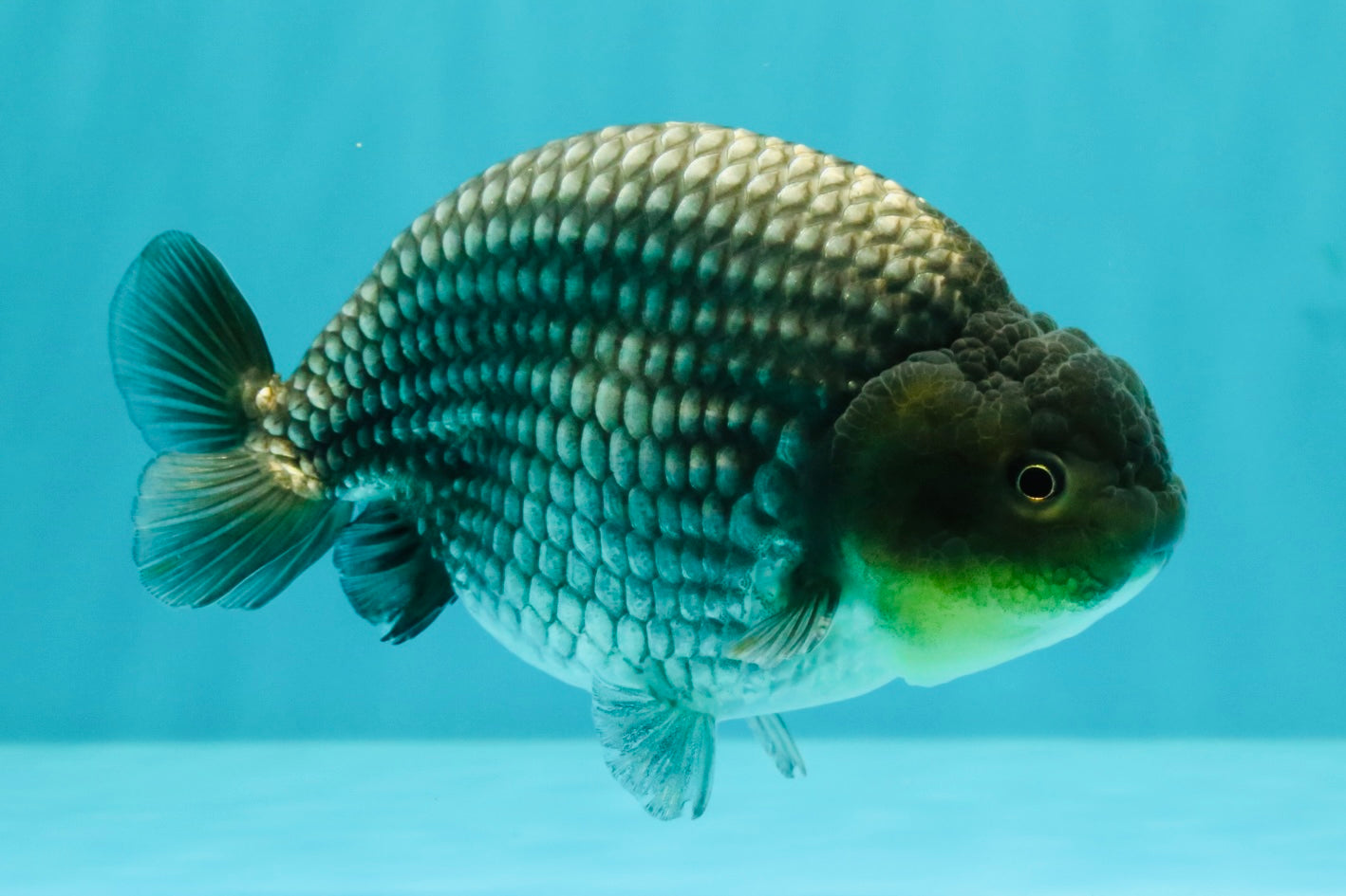 UNIQUE AAA Grade Blue Ranchu Male 5 inches #071026RC_10