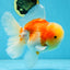 AAA Grade Godzilla Sakura Oranda Male 6 inches #053025OR_25