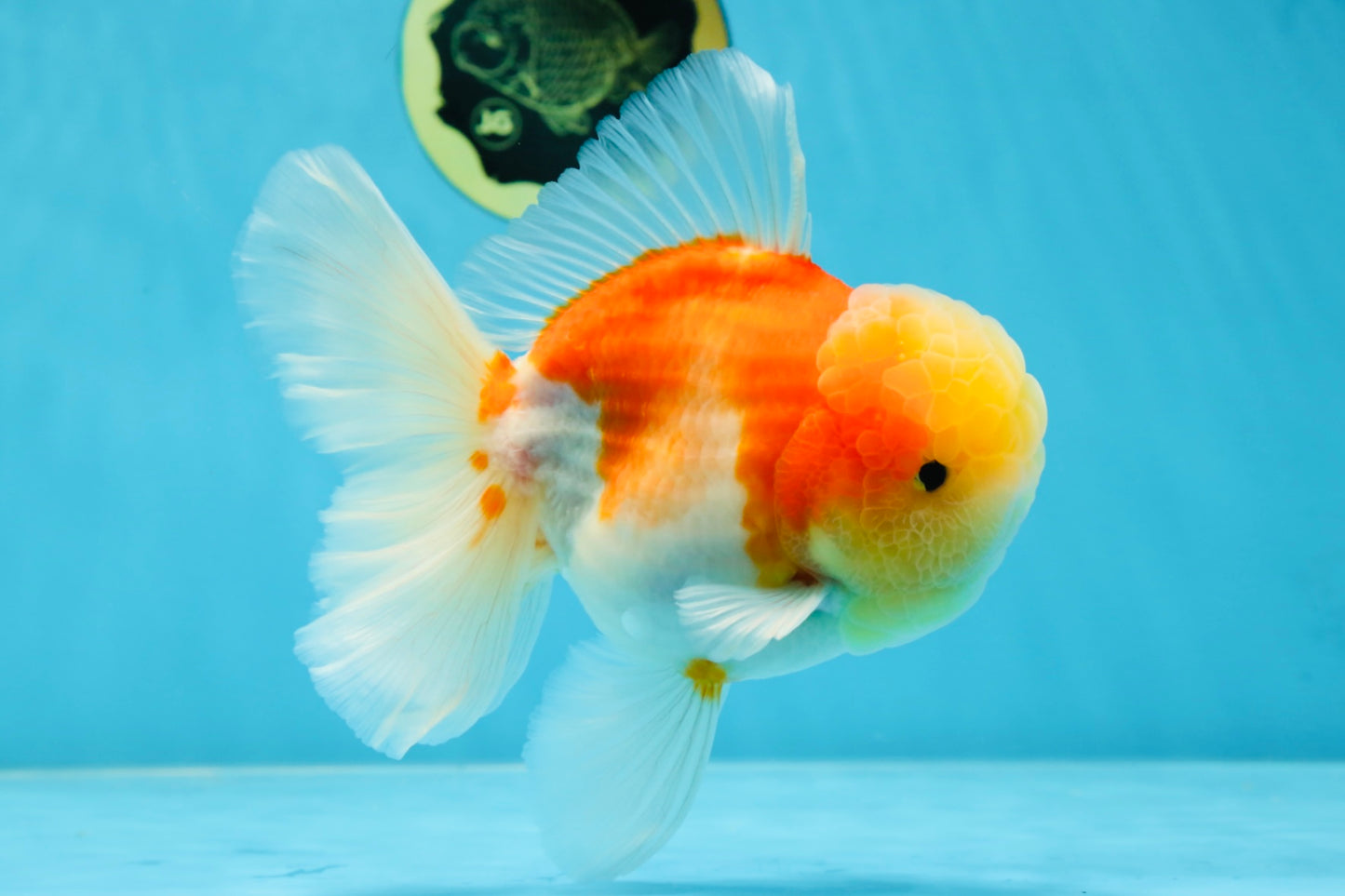 AAA Grade Godzilla Sakura Oranda Male 6 inches #053025OR_25