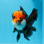 AAA Grade Bull Dog Lava Head  Oranda Female 5.5 inches #0719OR_07