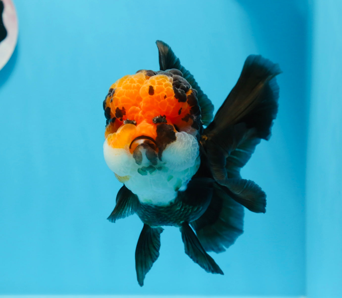 AAA Grade Bull Dog Lava Head  Oranda Female 5.5 inches #0719OR_07