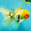 A Grade Sakura Oranda Male 7 inches #080726OR_18