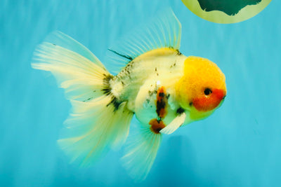 A Grade Sakura Oranda Male 7 inches #080726OR_18