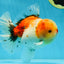 AAA BULL DOG Grade Godzilla Calico Sakura Button Eyes Oranda Male 5.5 inches #051625OR_19