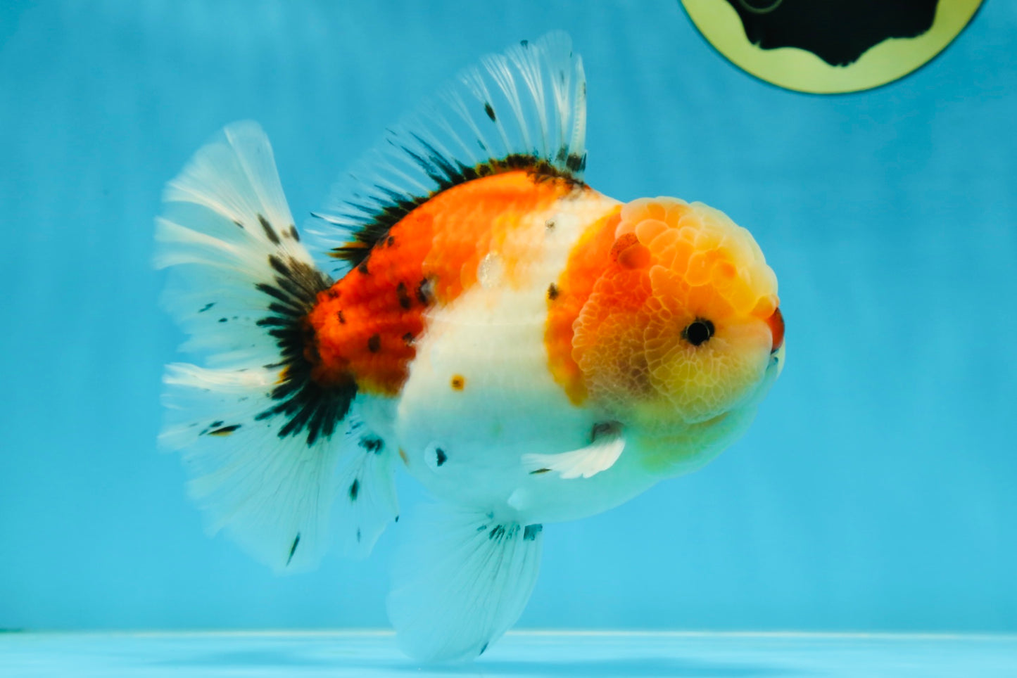 AAA BULL DOG Grade Godzilla Calico Sakura Button Eyes Oranda Male 5.5 inches #051625OR_19