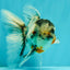 Marble Oranda Male 5.5 inches #071026OR_35