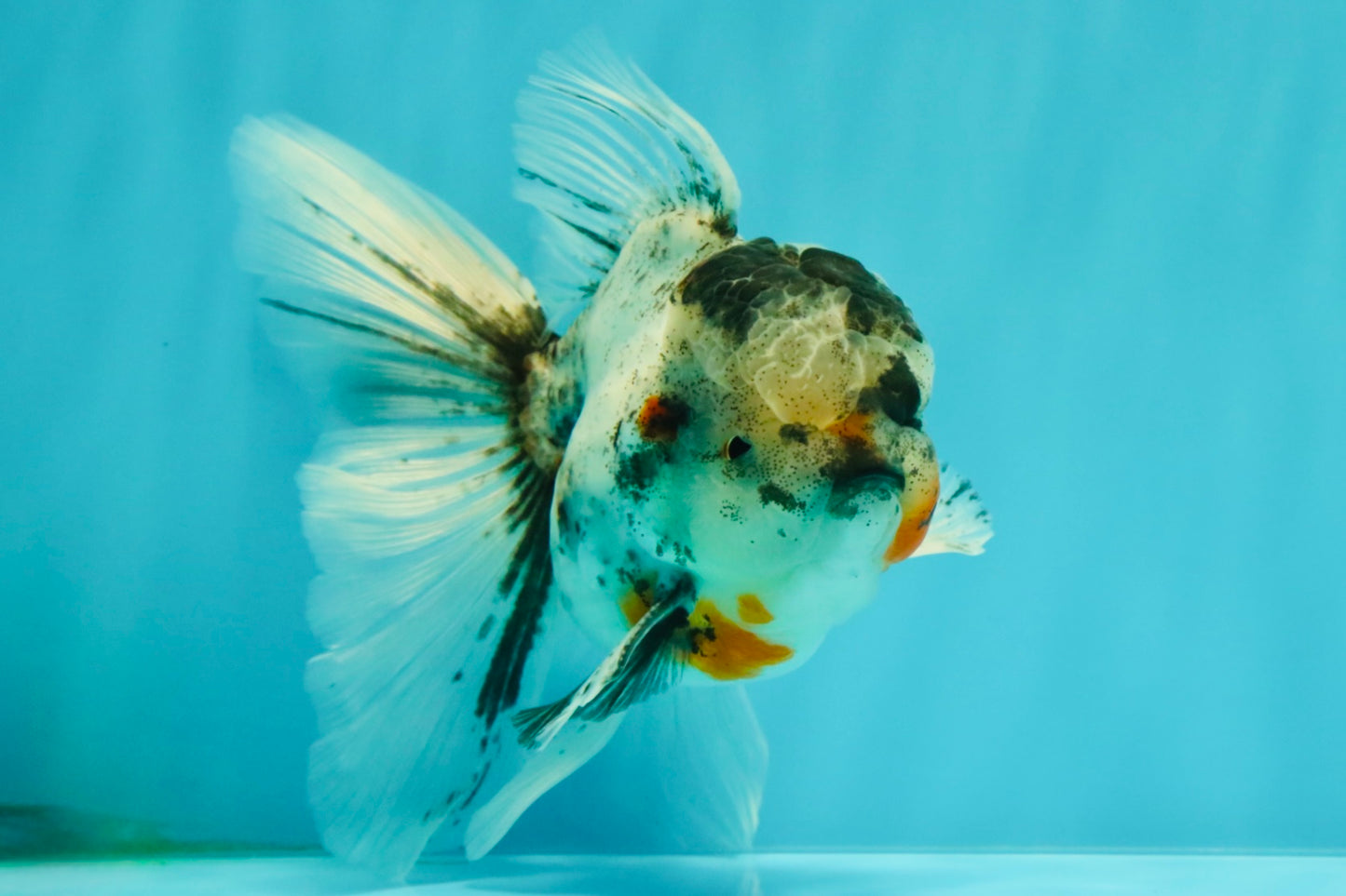Marble Oranda Male 5.5 inches #071026OR_35